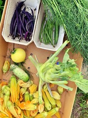 purple and green green beans, zucchini flowers, kohlrabi, green cucumber, dill, vegetable harvest in the garden