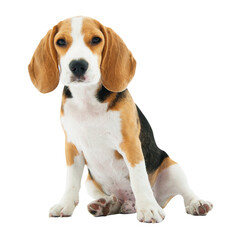 PNG cute sitting beagle, dog sticker