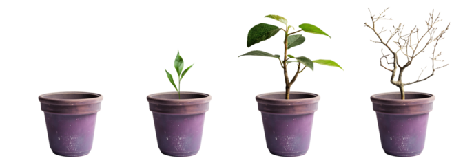 Purple Plant pot isolated transparent PNG background. Growth concept. Seedling, plant, tree, dry tree. Houseplant vase. Aged garden plant pot. terracotta. Lilac, violet. 