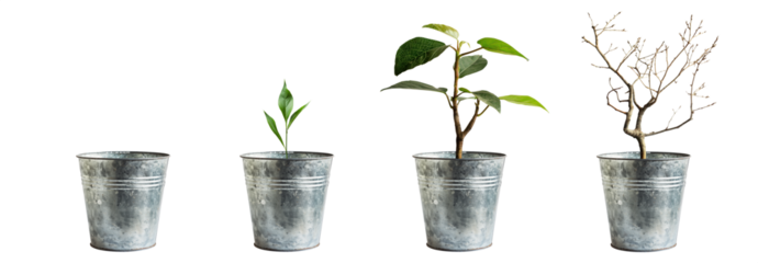 Tin Aluminum Plant pot isolated transparent PNG background. Growth concept. Seedling, plant, tree, dry tree. Houseplant vase. Aged garden plant pot. terracotta. 