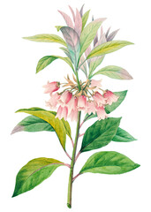 Redvein enkianthus flower png botanical illustration, remixed from artworks by Pierre-Joseph Redouté