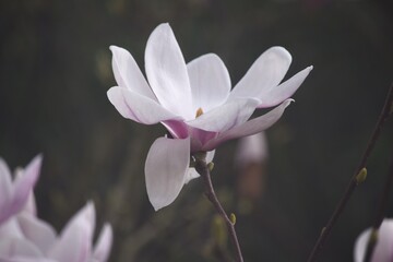 magnolia flower tree blossom, nature close up photography, garden