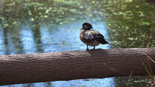 Wood Duck hen standing on a log in the Provo River has it bobs its head.