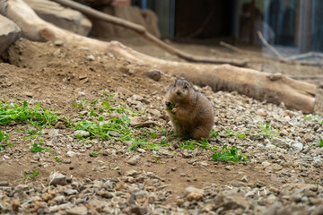 オグロプレーリードッグ