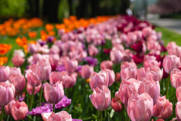 Pink and purple tulips blooming in the park