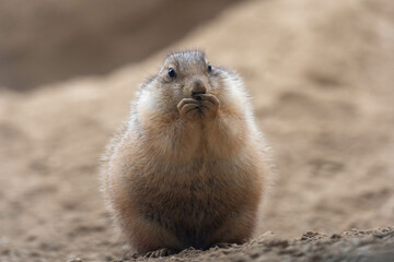 オグロプレーリードッグ