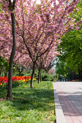 Naklejka premium Alley of blooming cherry blossoms and tulips in the park