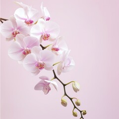 Elegant white orchid on pink backdrop - A stunning white orchid branch with blossoms and buds against pink background, symbolizing purity and luxury