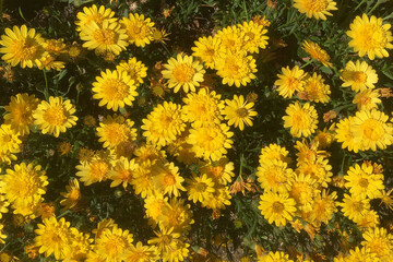 Close-up of yellow Daisy Chrysanthemums