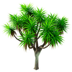 3D Rendering Cabbage Palm Tree on White