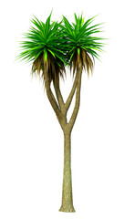 3D Rendering Cabbage Palm Tree on White