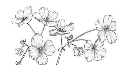 Common wood sorrel outlined botanical sket y drawing - obrazy, fototapety, plakaty