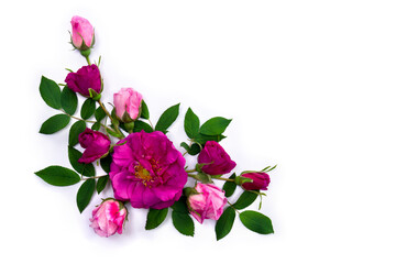 Pink wild roses on a white background with space for text. Top view, flat lay