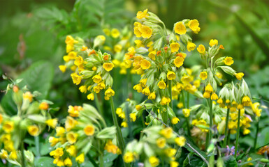 Yellow flowers and leaves Primula veris ( cowslip, petrella, herb peter, paigle, key flower, Primula officinalis Hill ) in spring forest. Medicinal herb