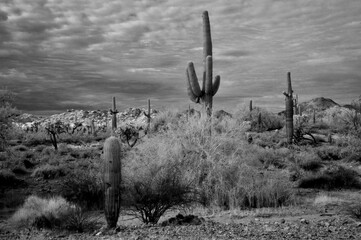 San Tan Mountains Sonora Desert Arizona in Monochrome - 788308281