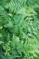 Fototapeta na wymiar Patterns on a green fern leave