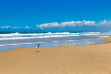 Fototapeta na wymiar Seagull Flying above Coastline with Sand Beach at Stockton Beach, New South Wales, Australia.