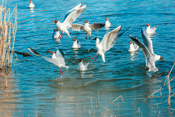 Playful seagulls against the backdrop of a pond with reeds . Birds with spread wings.