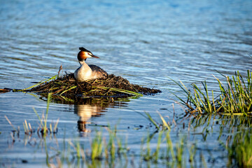 A great crested grebe on the nest