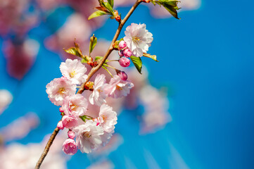 Beautiful and cute pink Kawazu Zakura (cherry blossom) against blue sky, wallpaper background.