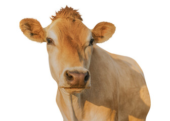 Livestock png clipart, farm animal, transparent background