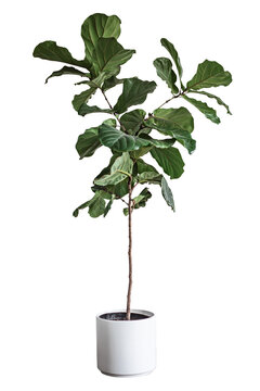 Fiddle leaf fig plant png sticker, transparent background