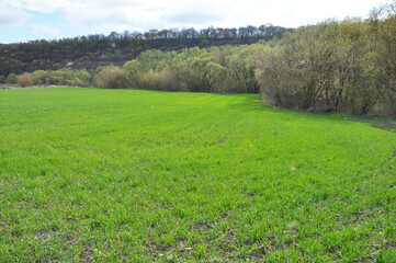 Spring landscape with winter wheat