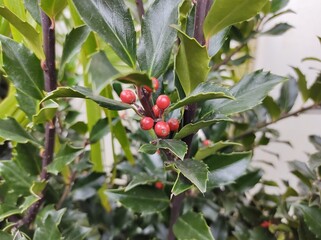 Ilex x meserveae 'Blue Maid'