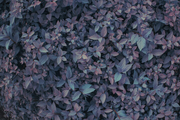 Blue and purple bush plant leaves close up as dark mysterious floral botanical natural summer grainy backdrop background pattern wallpaper toned in cold winter colors