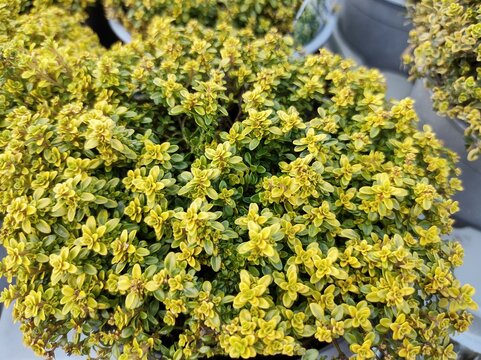 Thymus pulegioides 'Bertram Anderson'