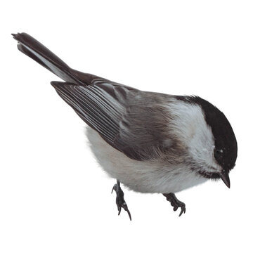 Willow Tit bird transparent png
