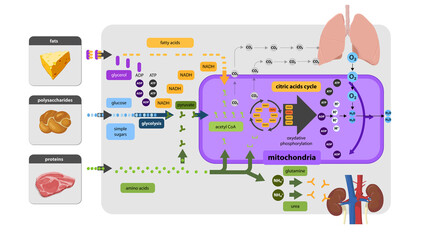 Krebs cycle, citrate cycle, cellular respiration, mitochondria,Cellular respiration is a set of metabolic reactions that take place in the cells of organisms to convert biochemical energy