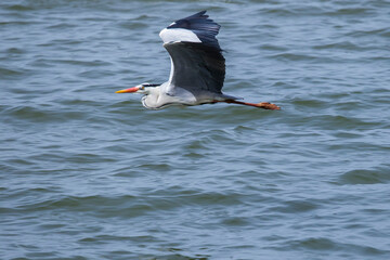 湖山池の上を飛ぶアオサギ 鳥取県 青島