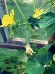 young cucumber on the plant, twig with growing green cucumber, blooming yellow cucumber flowers, greenhouse on the plot with growing cucumber