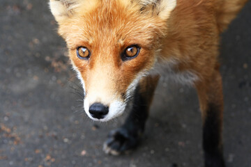 Portrait Of A Fox