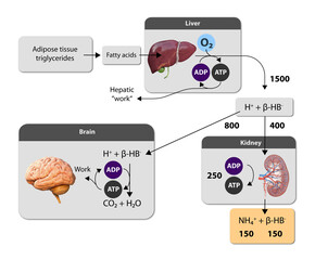 Ketogenesis transforms fats and some amino acids into ketone bodies, providing an alternative fuel source, crucial during fasting or low-carb diets, 2d