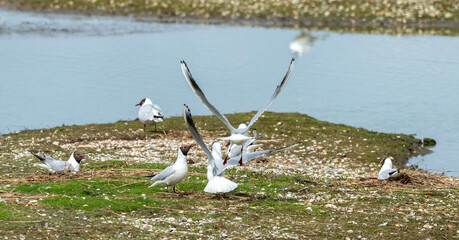 Mouette rieuse, nid,.Chroicocephalus ridibundus, Black headed Gull