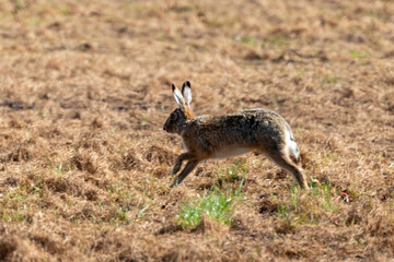 Lièvre d'Europe, Lièvre brun, Lepus europaeus