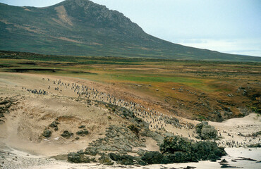 Manchot papou, .Pygoscelis papua, Gentoo Penguin,  Iles Falkland, Malouines