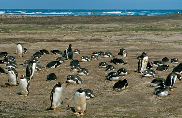 Manchot papou, .Pygoscelis papua, Gentoo Penguin,  Iles Falkland, Malouines