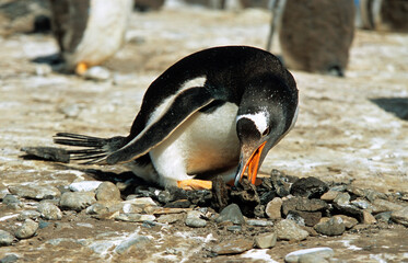 Naklejka premium Manchot papou, .Pygoscelis papua, Gentoo Penguin, Iles Falkland, Malouines