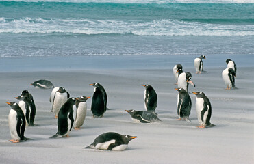 Manchot papou, .Pygoscelis papua, Gentoo Penguin,  Iles Falkland, Malouines © JAG IMAGES
