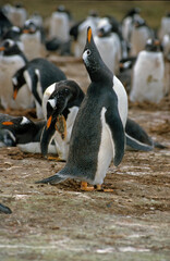 Manchot papou, .Pygoscelis papua, Gentoo Penguin,  Iles Falkland, Malouines