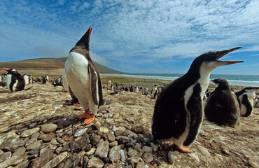 Manchot papou, .Pygoscelis papua, Gentoo Penguin,  Iles Falkland, Malouines