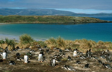 Fototapeta na wymiar Manchot papou, .Pygoscelis papua, Gentoo Penguin, Ile Carcass? Iles Falkland, Malouines