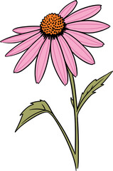 Vector illustration of a single pink echinacea flower with a detailed orange center and green leaves on a white background.