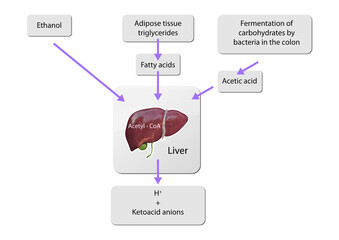 Extrahepatic substrates support ketogenesis beyond the liver, aiding in energy production during fasting or low-carb states, ethanol, fatty acids fermentation, acetic acids
