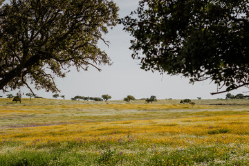 Flowered meadow in Alentejo Portugal