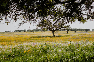 Flowered meadow in Alentejo Portugal