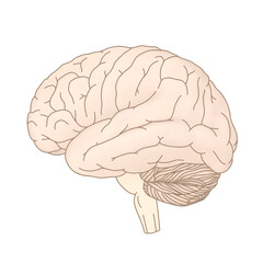 human brain isolated